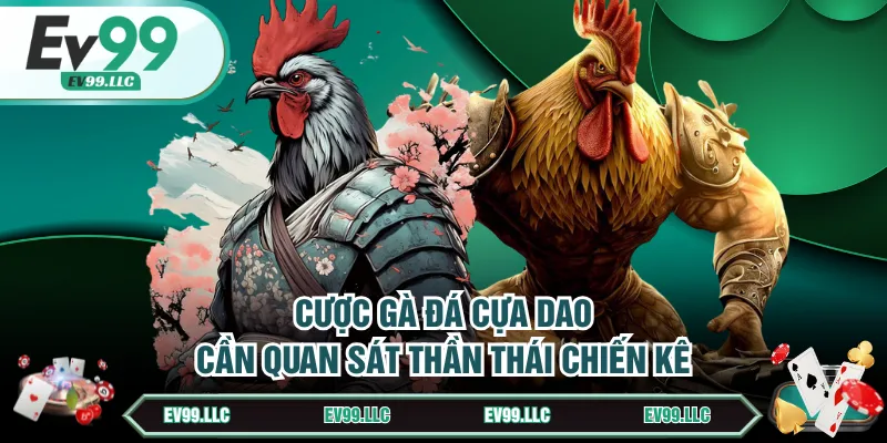 Đá Gà Cựa Dao - Môn Giải Trí Cực Kỳ Hot Cho Dân Cược 4 Cược gà đá cựa dao cần quan sát thần thái chiến kê